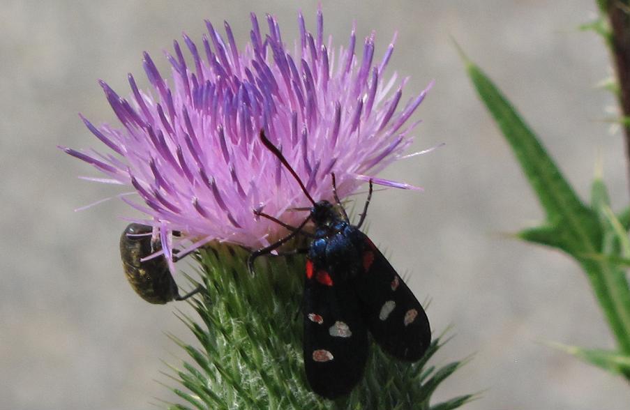 Zygaena lonicerae?